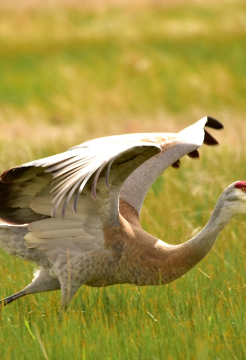 Greater sandhill crane on Seedskadee National Wildlife Refuge