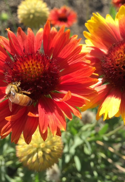 Bee on a composite blossom