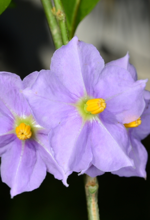 a cluster of purple flowers