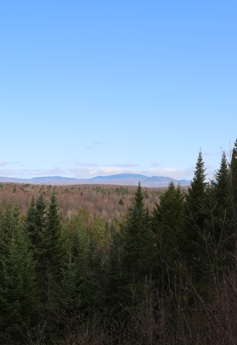 A view of forest with mountains on the horizon
