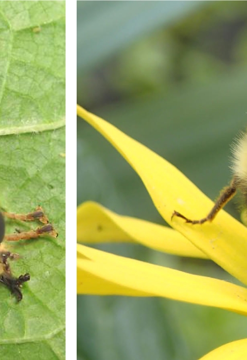 two side by side bugs that look like bees. 