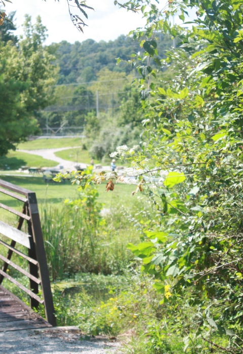 bridge 