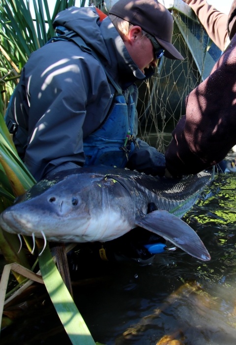 Three men hold a long, shiny, gray fish in the water near the edge of a river. 