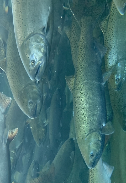 salmon swimming in a viewing pond