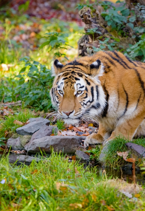 A large orange cat with black stripes crouched ready to pounce