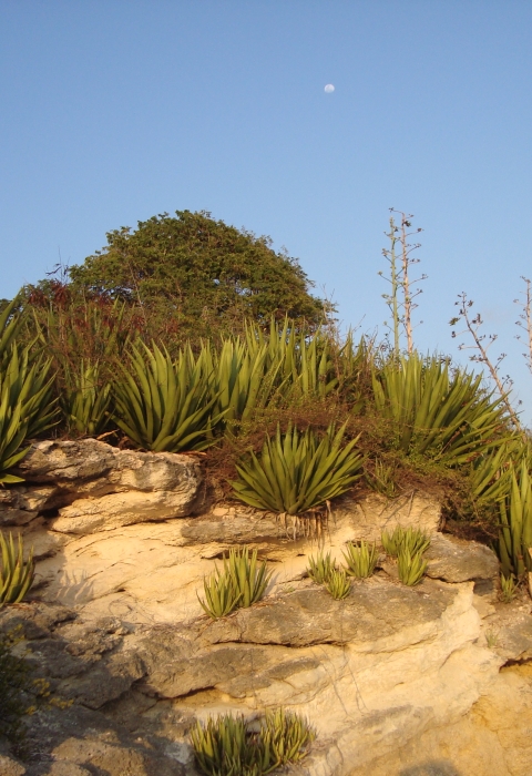 green plants on a hillside