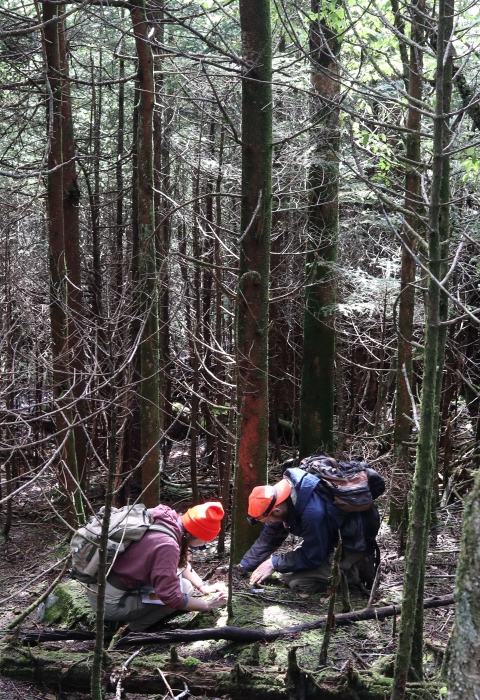 Two people kneeling in a forest, searching through the leaf litter