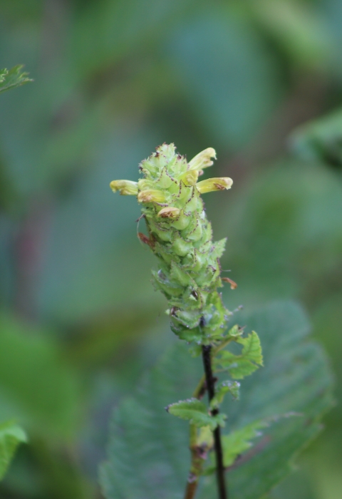 A plant with small tube-like yellow flowers on a long stem