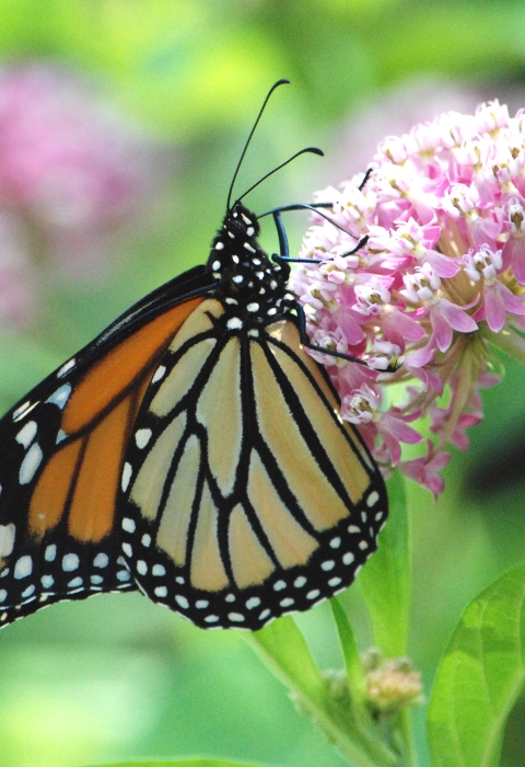 Monarch butterfly on swamp milkweed