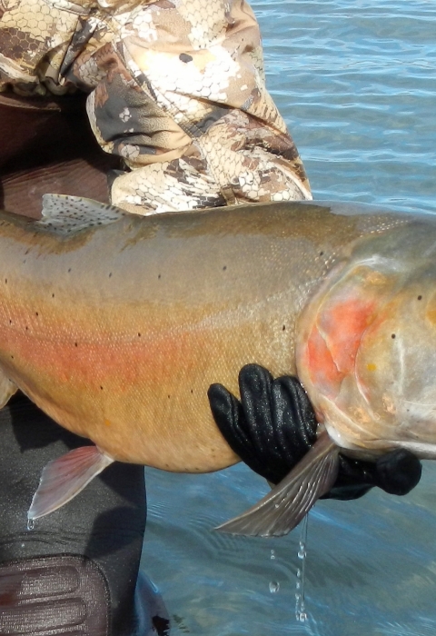 man holding a large fish