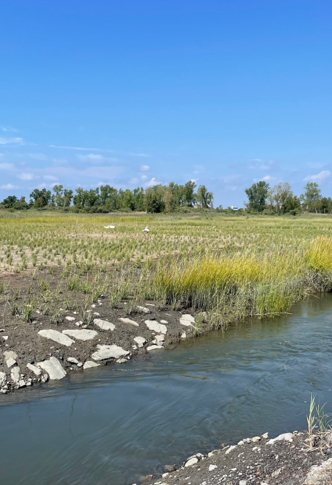 a stream flows through a vast marsh with newly planted grasses