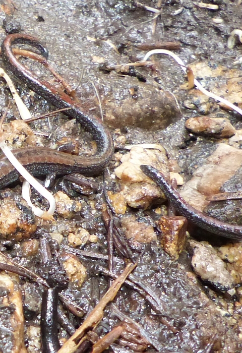 two brown slender salamanders on mud and rocks