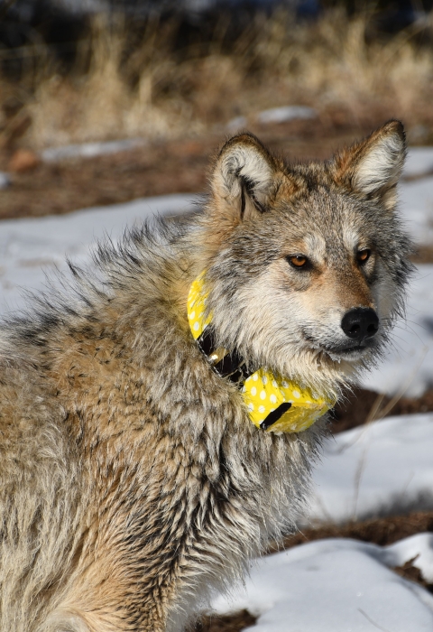 A Mexican wolf wearing a yellow collar stands with snow in the background