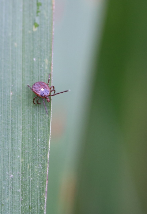 Close up of a purplish red female lone star tick on grass. 