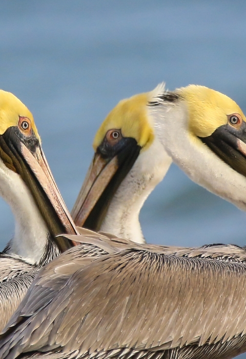 3 white, yellow, brown & black pelicans stand next to the water