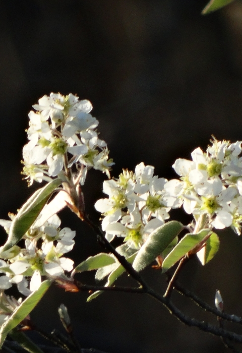 Multiple flowering small white petals on green and brown tree branch