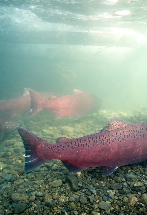 big red fish swimming upstream over gravel