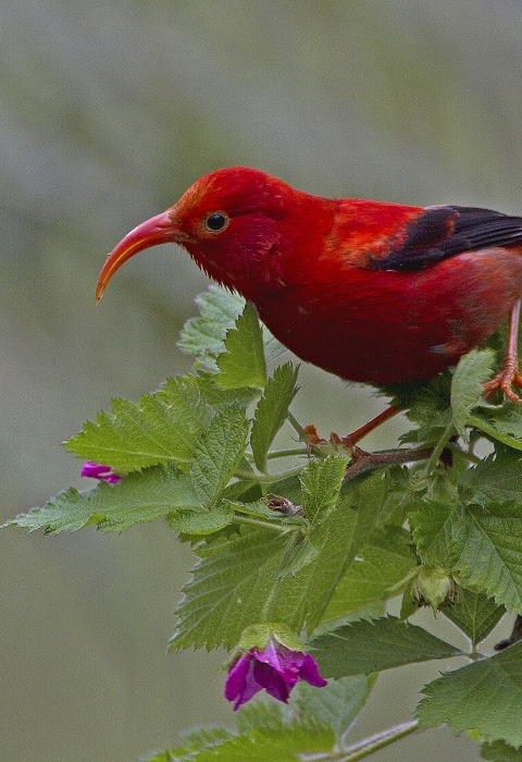 An ʻiʻiwi stands on a branch. It has bright red feathers with black wings. Its long, curved beak is open. 