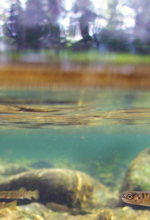 small striped fish in greenish water with trees above