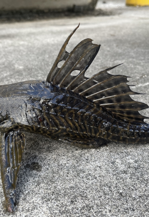 Sailfin catfish