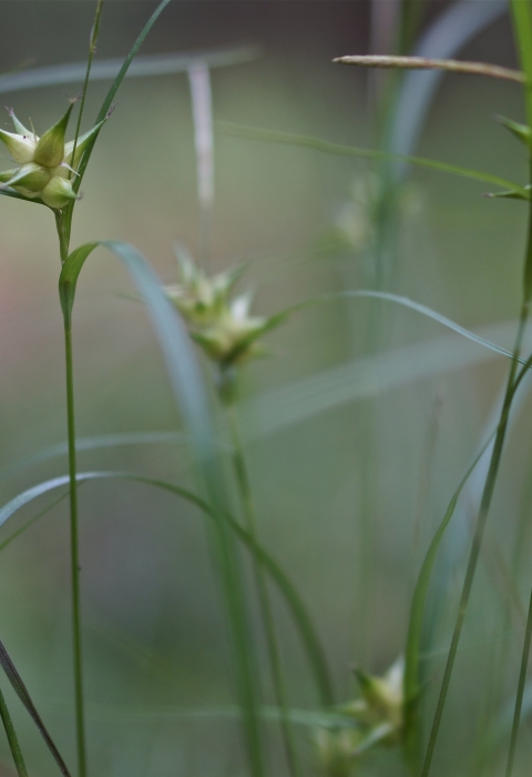 Close up of sedge seedheads