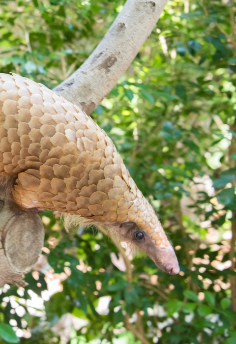 White-bellied pangolin on a tree