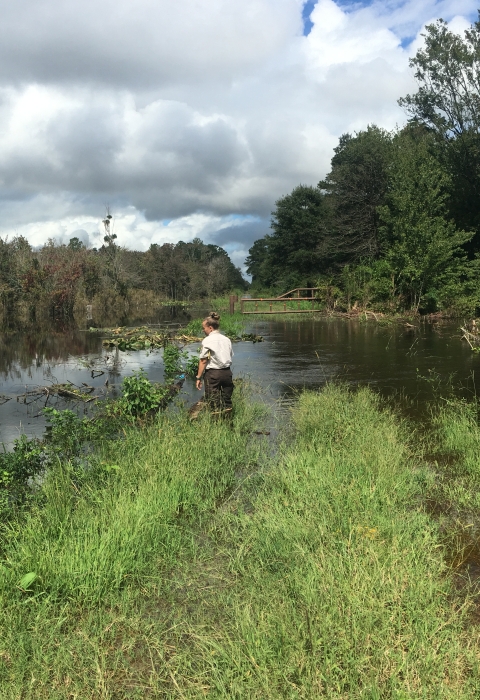 A hydrologist walks into flood waters flowing over a road at Great Dismal Swamp.