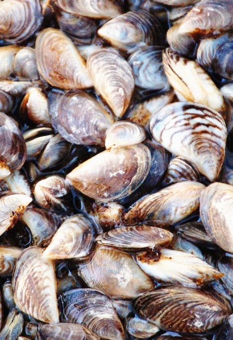Invasive zebra mussels