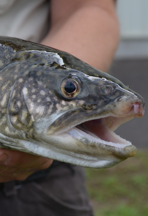 Biologist holding an adult lake trout
