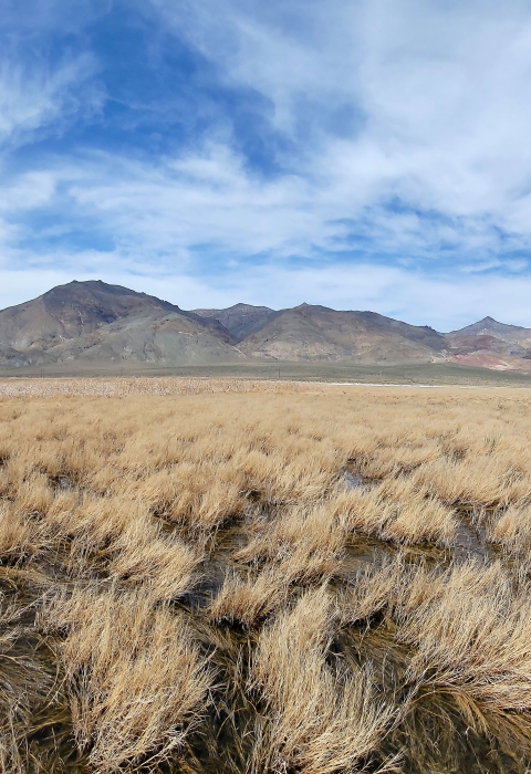 An image of wetlands with patches of dry grass under a blue, partly cloudy sky with desert mountains in the background.