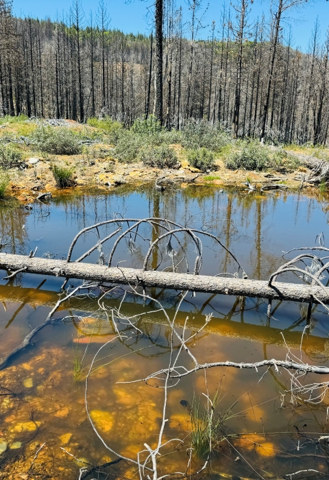 a pond is surrounded by new shrubs and burned trees