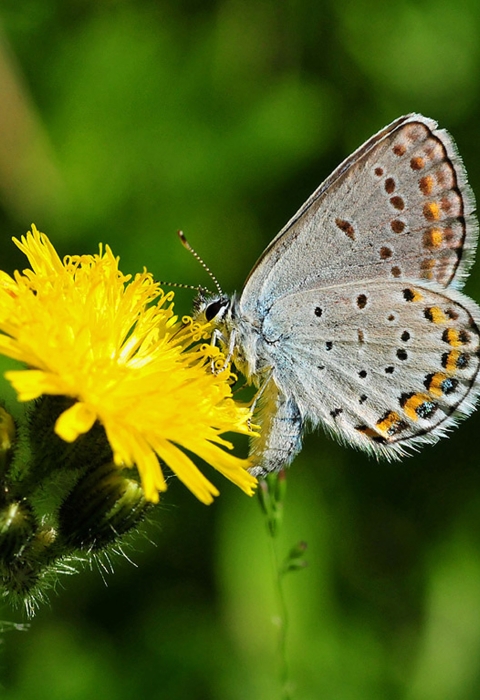 Karner blue butterfly on yellow flower