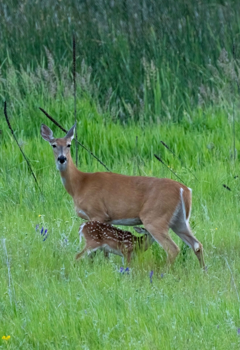 A doe nursing a fawn in a grassy field