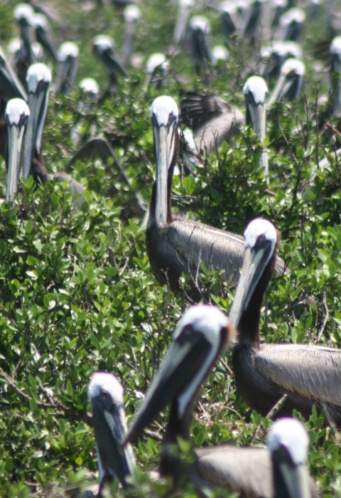 colony of pelicans on ground