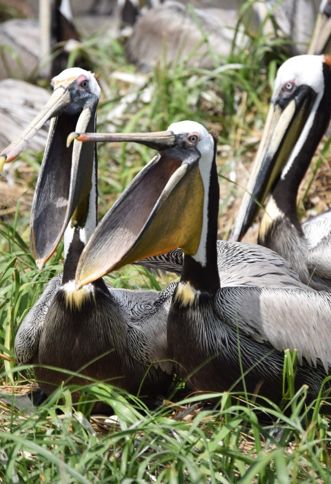 group of pelicans sit on ground, ones in center with mouths open
