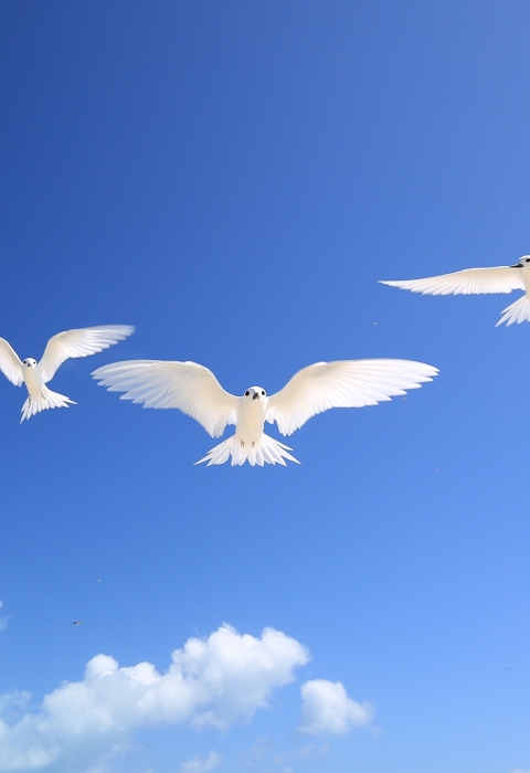 Three white terns hovering with blue sky background