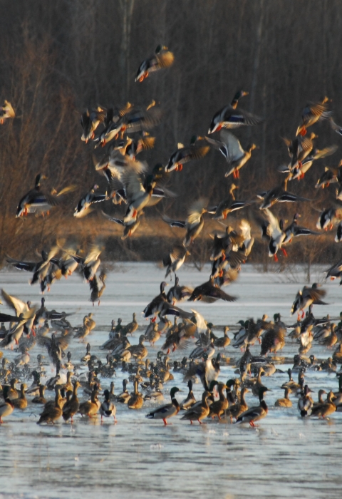 Waterfowl at Cross Creeks National Wildlife Refuge