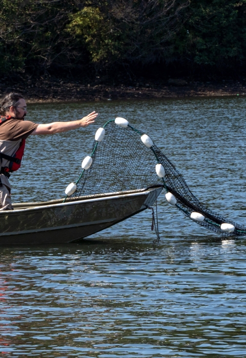 A service intern kneels in a small boat and casts a net into the water to conduct a seining survey.