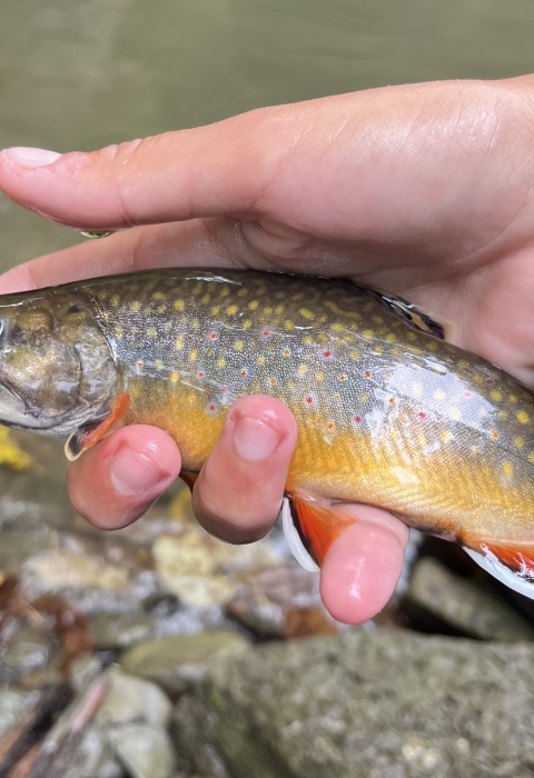 Image of hand holding brook trout next to stream