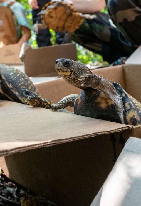 three black and yellow turtles with outstretched necks emerge from a cardboard box