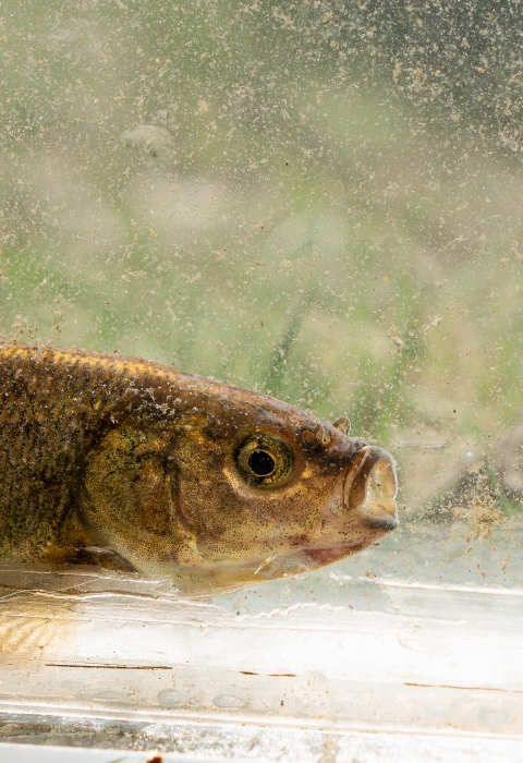 A small brassy colored fish with a light colored background.
