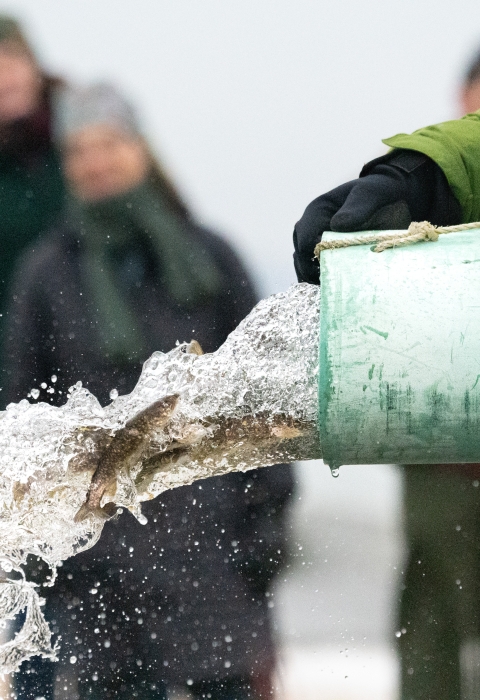 small fish and a rush of water exit a pipe being supported by someone