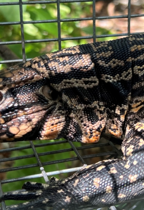 Argentine Black and White Tegu collected during an invasive reptile trapping event in Fort Pierce, Florida.