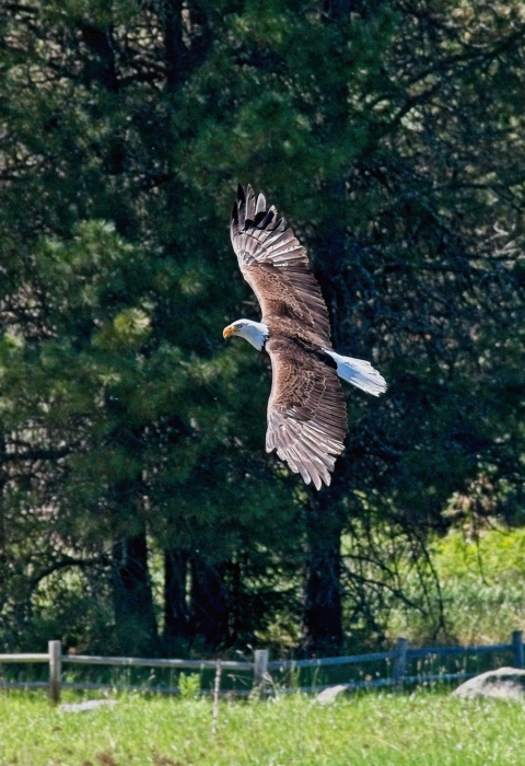 A Bald Eagle flies near Potter's Pond at Little Pend Oreille NWR