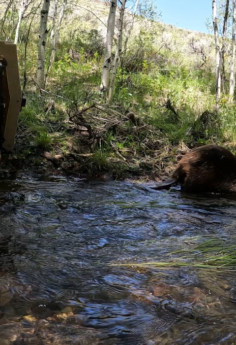 A stream is seen in the fore ground, and white trees and green grass are in the background. A beaver is seen exiting a dog kennel and another beaver is above the water on the far bank.