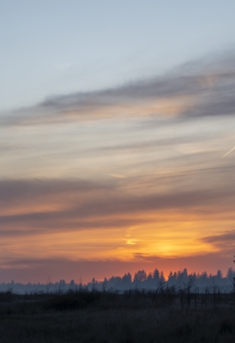 The sunsets over a pine forest. The sky goes from bright red to yellow to blue. 