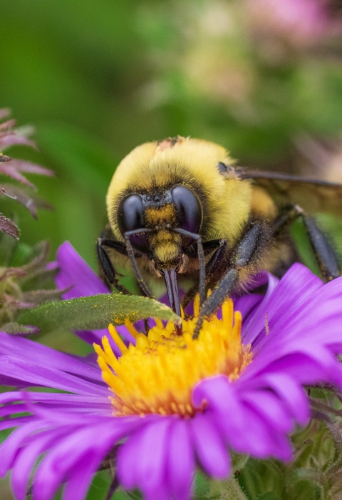 Up close of a bumble bee drinking nectar from a purple flower with a yellow center