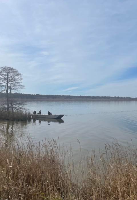 A calm lake landscape with a small boat up against a marshy shoreline with trees. A net held up with buoys is visible in a line extending out into the lake from the boat