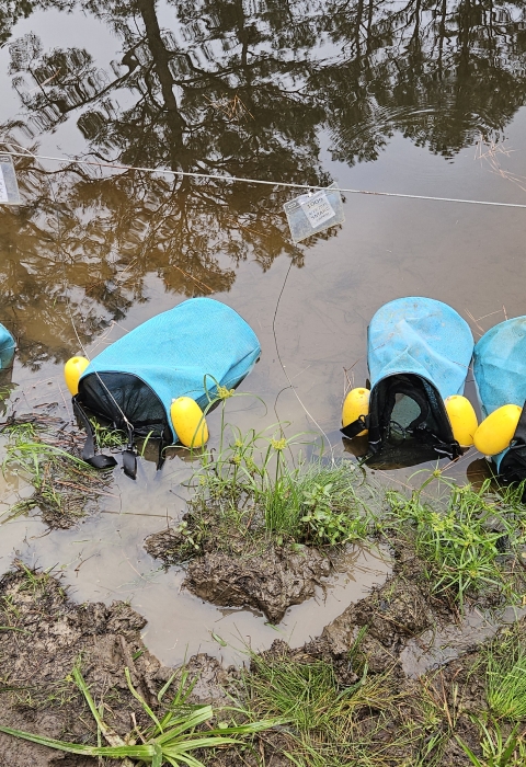 Blue buckets of mesh material float against the pond shore