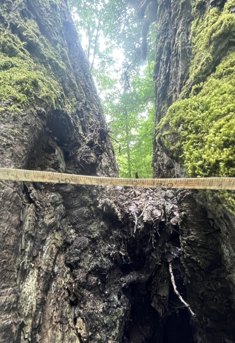 Measurement of a splitting tree trunk